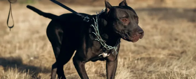 Cachorro de porte médio com coleira e guia, ilustrando danos causados por animal de estimação e responsabilidade do tutor.