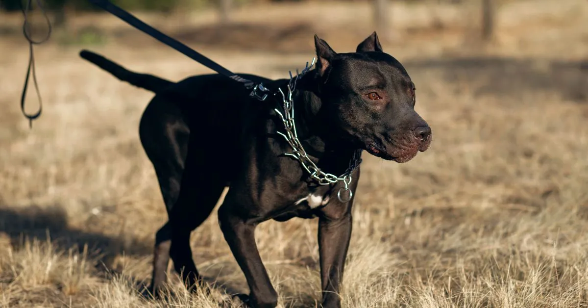 Cachorro de porte médio com coleira e guia, ilustrando danos causados por animal de estimação e responsabilidade do tutor.