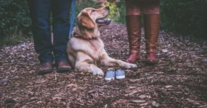Cachorro entre duas pessoas, representando a guarda compartilhada de pets após a separação.