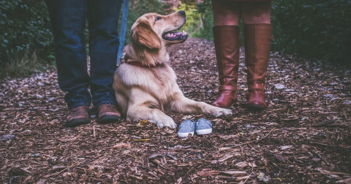 Cachorro entre duas pessoas, representando a guarda compartilhada de pets após a separação.
